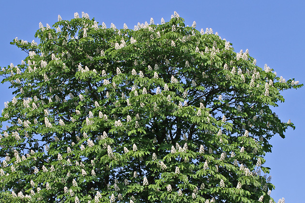 Aesculus hippocastanum