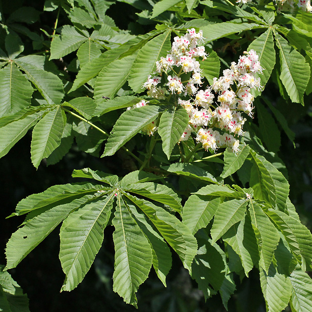 Aesculus hippocastanum