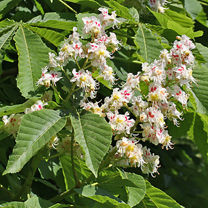 Aesculus hippocastanum
