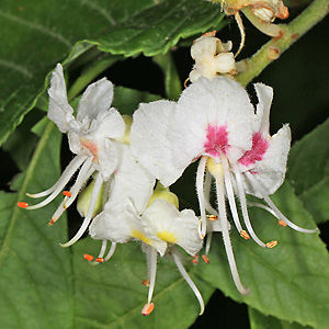 Aesculus hippocastanum