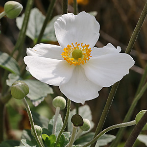 Anemone hupehensis