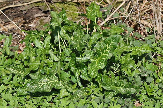 Arum italicum (7.4.2019)