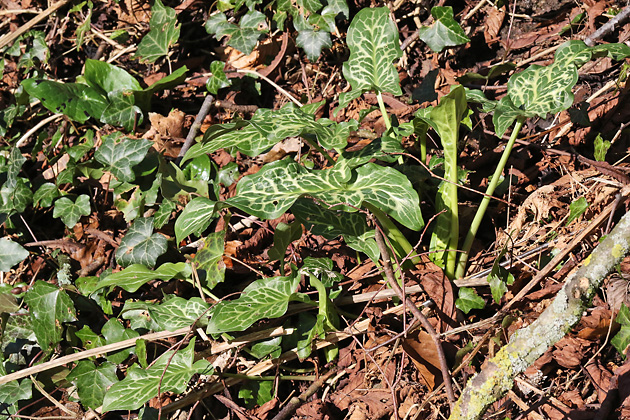 Arum italicum (23.2.2022)