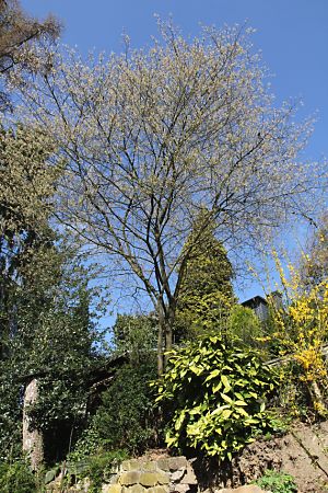 Amelanchier lamarcckii, knospend