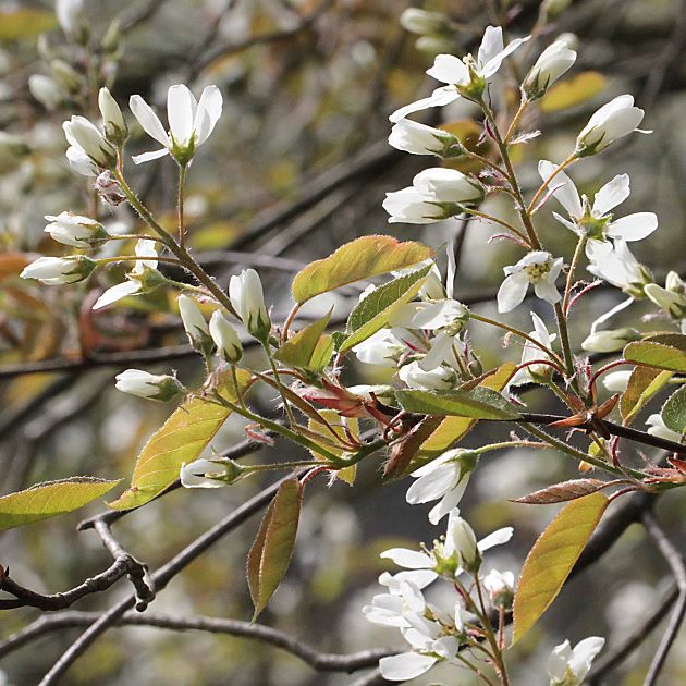 Amelanchier lamarcckii