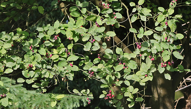 Amelanchier lamarcckii