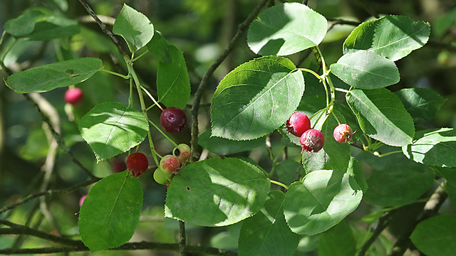 Amelanchier lamarcckii