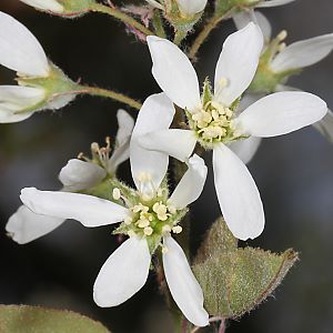 Amelanchier lamarcckii