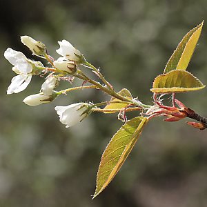 Amelanchier lamarcckii
