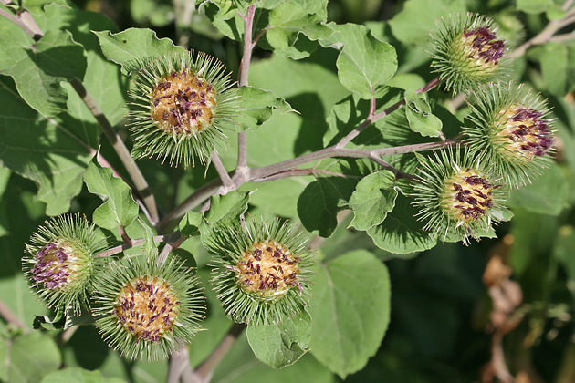 Arctium lappa (18.7.2006)