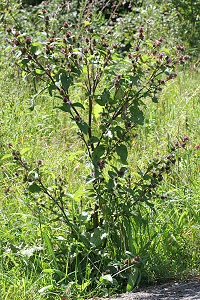 Arctium lappa (5.8.2007)