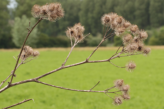 Arctium lappa (30.6.2013)