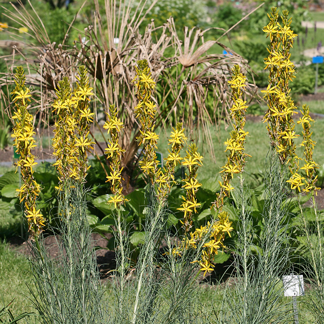 Asphodelus luteus (24.5.2009) Asphodelus luteus