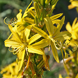 Asphodelus luteus (24.5.2009) Asphodelus luteus