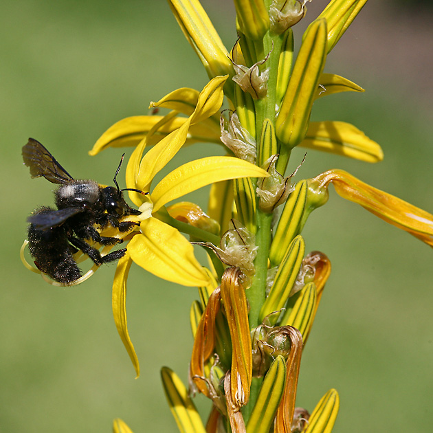 Asphodelus luteus + Xylocopa violacea, M (24.5.2009) Asphodelus luteus