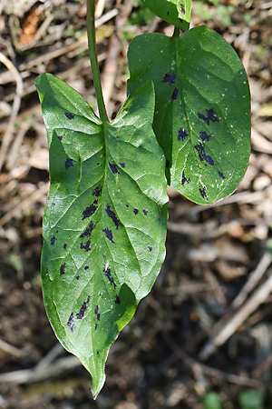 Arum maculatum