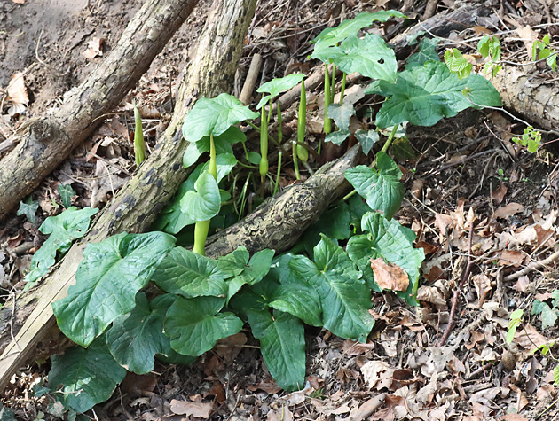 Blütenpflanzen Araceae Aronstabgewächse