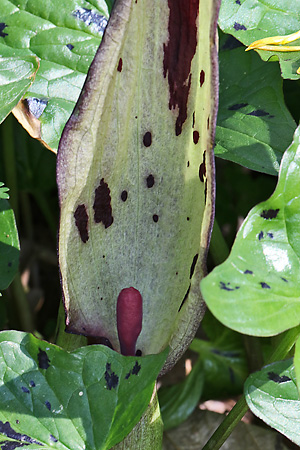Arum maculatum