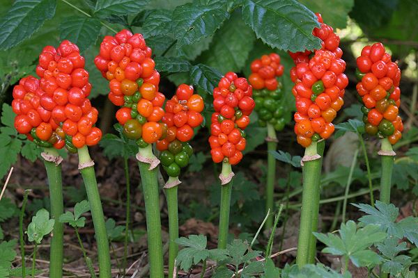 Arum maculatum