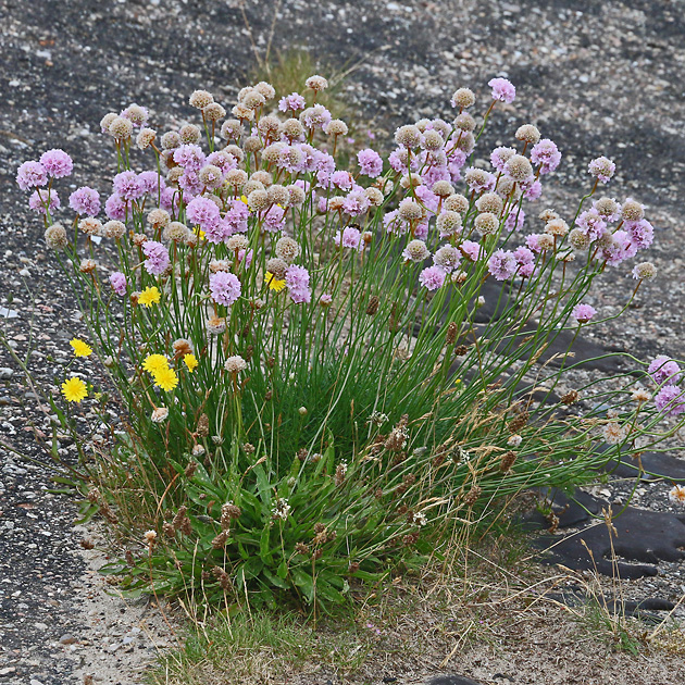 Armeria maritima
