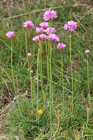Armeria maritima