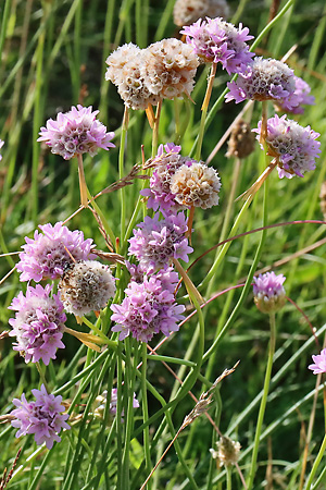 Armeria maritima
