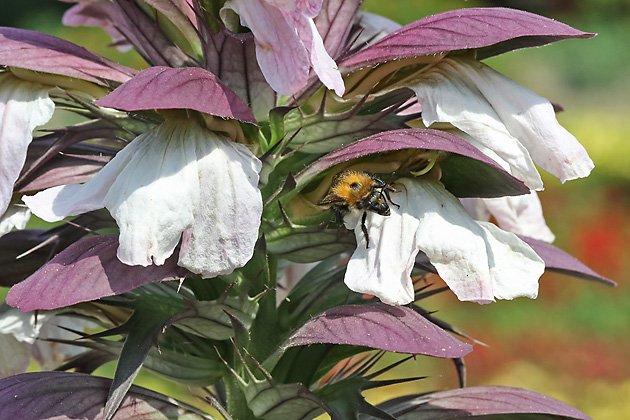 Acanthus mollis (Solingen, 9.7.2017) Acanthus mollis