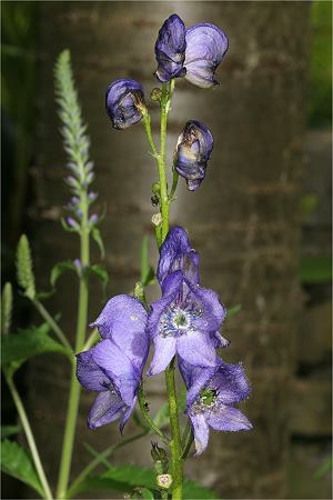 Aconitum napellus