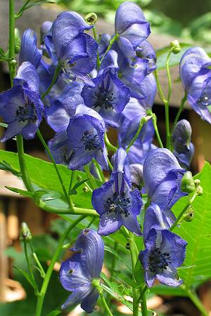 Aconitum napellus