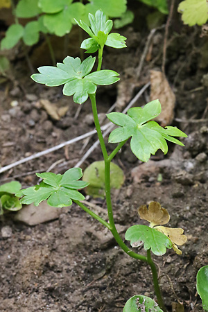 Aconitum napellus