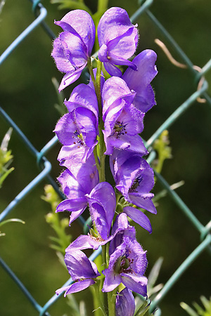 Aconitum napellus