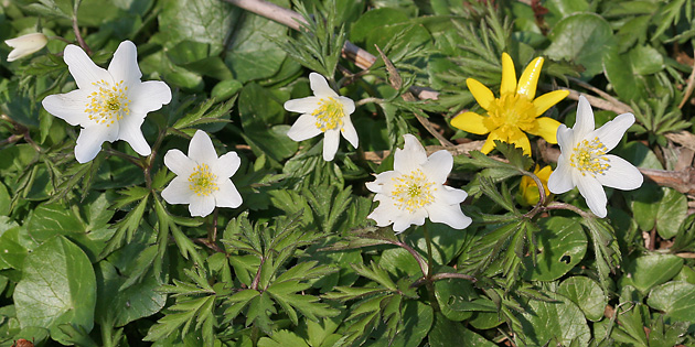 Anemone nemorosa & Ficaria verna
