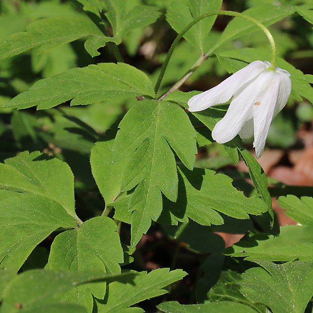 Anemone nemorosa