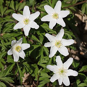 Anemone nemorosa