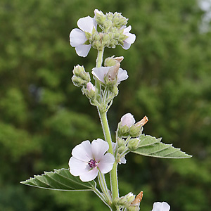 Althaea officinalis