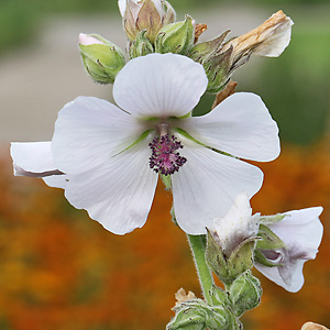 Althaea officinalis