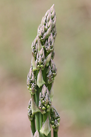 Asparagus officinalis