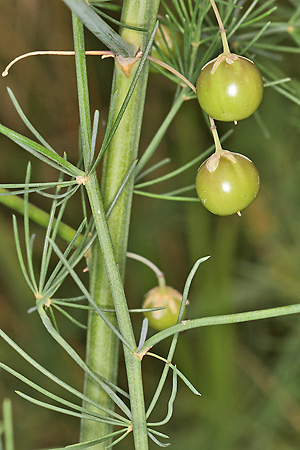 Asparagus officinalis