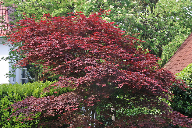 Acer palmatum