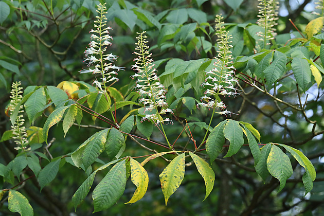 Aesculus parviflora