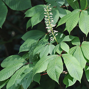 Aesculus parviflora