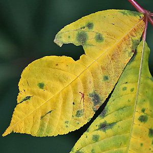 Aesculus parviflora