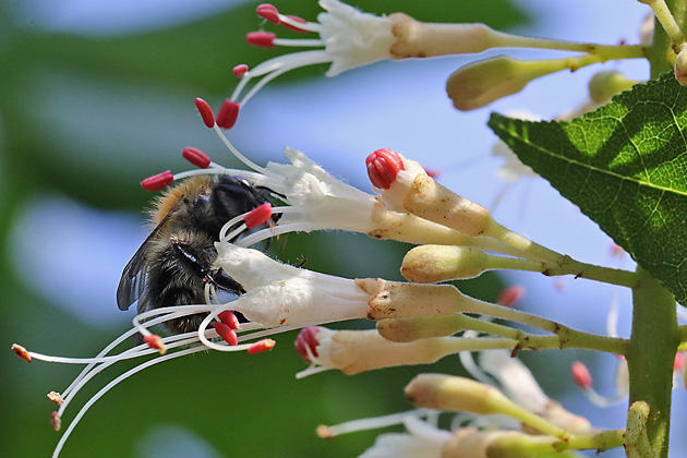 Aesculus parviflora