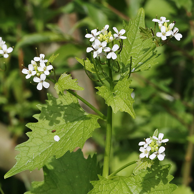 Alliaria petiolata