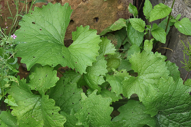 Alliaria petiolata