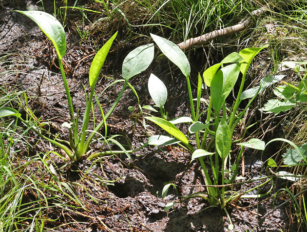 Alisma plantago-aquatica (8.5.2025) Alisma plantago-aquatica