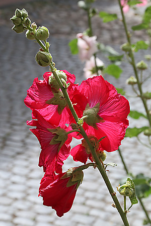 Alcea rosea