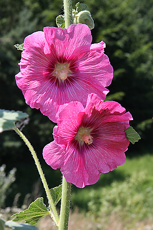 Alcea rosea