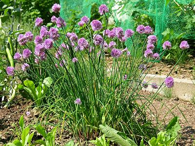 Allium schoenoprasum