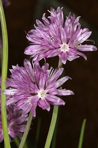 Allium schoenoprasum